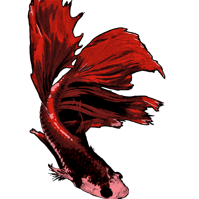 Thai Form: Siamese fighting fish_1