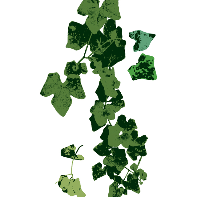 Thai Form: Thai ivy gourd