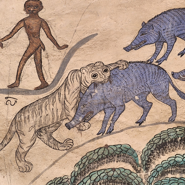 Hup Team: A wild boar fighting a tiger