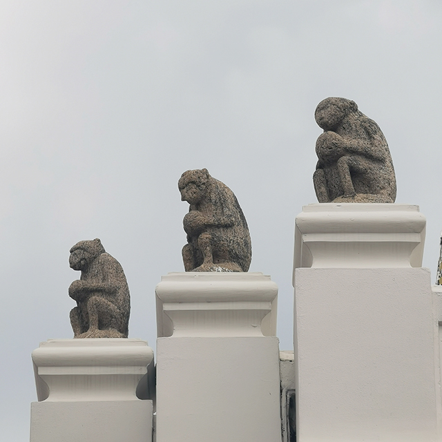 Monkeys