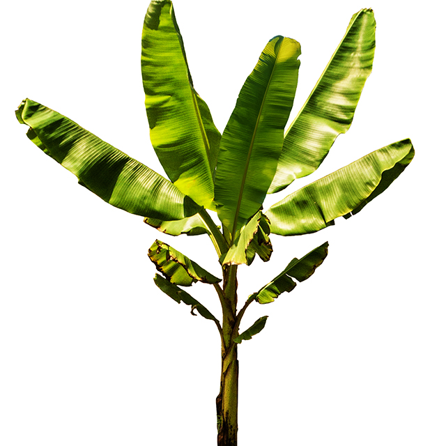 Thai Form: ton kluay (Banana Tree)